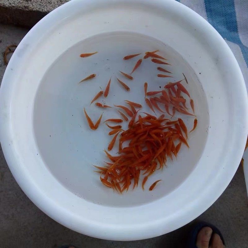 龍魚(yú)翹嘴怎么辦才好釣：如何有效地釣龍魚(yú)翹嘴？