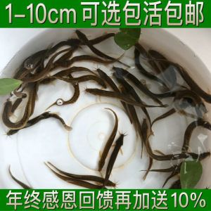 龍魚翹嘴怎么辦才好釣：如何有效地釣龍魚翹嘴？ 龍魚百科 第4張