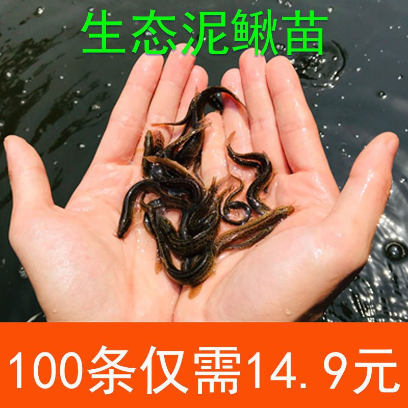 龍魚翹嘴怎么辦才好釣：如何有效地釣龍魚翹嘴？ 龍魚百科 第5張