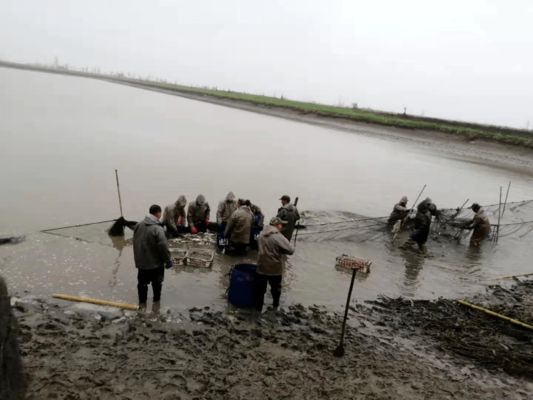 金龍魚和道道全的差別：金龍魚和道道全哪個更適合家庭食用？ 水族問答 第1張