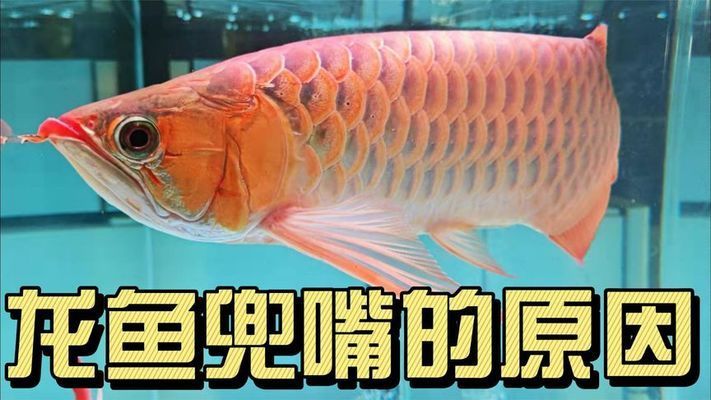 紅龍魚為什么會兜嘴：紅龍魚兜嘴可能是先天引起的，紅龍魚兜嘴可能是先天性兜嘴 紅龍魚百科 第3張