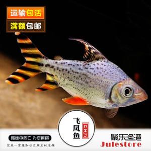 紅龍魚搭配多少條飛鳳：紅龍魚與飛鳳魚混養(yǎng)注意事項(xiàng)，紅龍魚搭配多少條飛鳳 紅龍魚百科 第2張