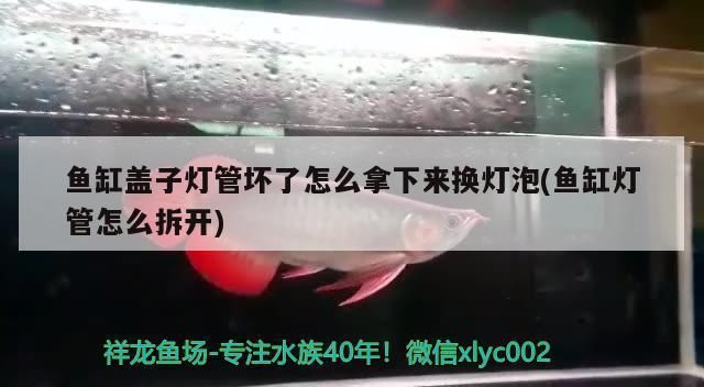 魚缸燈管壞了怎么更換：如何更換魚缸燈管 魚缸百科 第3張