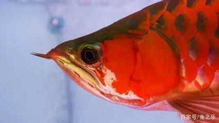 紅龍魚(yú)顏色變黑怎么回事?。杭t龍魚(yú)的顏色變黑可能是由多種因素引起的 紅龍魚(yú)百科 第3張