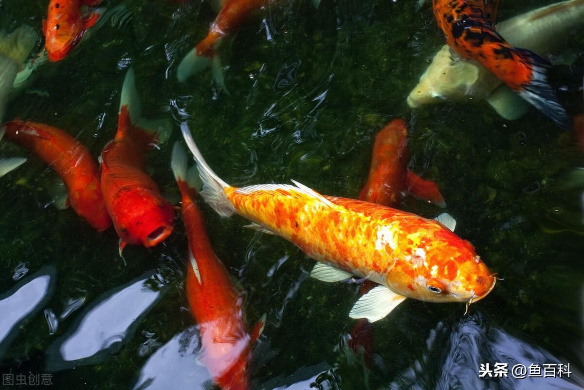 龍魚吃錦鯉好還是草魚好：龍魚與錦鯉之間的飲食選擇是一個復(fù)雜的問題 龍魚百科 第2張