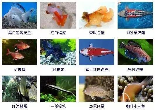 金龍魚和虎魚混養(yǎng)比例：混養(yǎng)金龍魚和虎魚的注意事項(xiàng) 水族問答 第1張