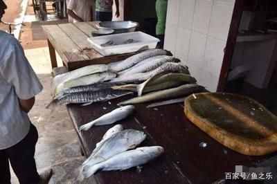 龍魚喂什么魚最好吃：龍魚喂食什么魚最好吃，龍魚的飲食應(yīng)當(dāng)多樣化，龍魚食譜搭配建議 龍魚百科 第3張