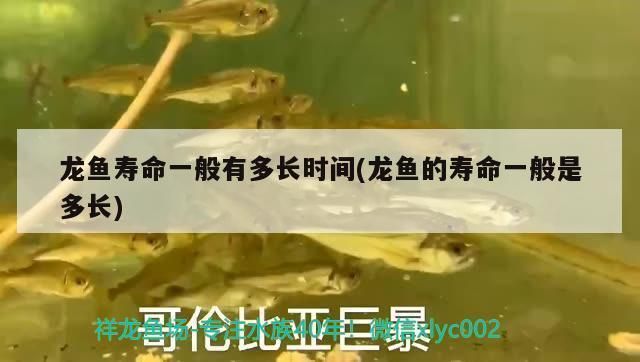 龍魚有壽命嗎：關(guān)于龍魚壽命的詳細信息