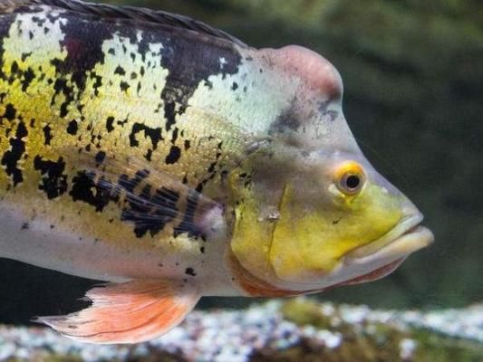 金龍魚和魯花的區(qū)別是什么：金龍魚與魯花的食用油哪個(gè)更適合高溫烹飪而魯花的食用油 水族問答 第2張