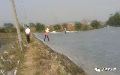 金龍魚和魯花哪個好一點：金龍魚和魯花哪個品牌的食用油品質(zhì)更好？ 水族問答 第1張