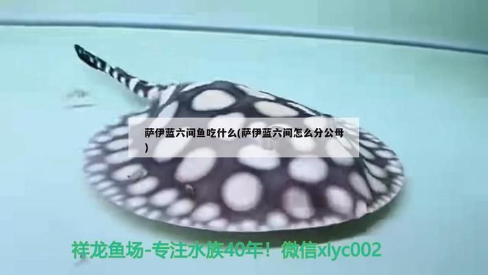 薩伊藍(lán)魚飼料品牌對(duì)比：薩伊藍(lán)魚飼料價(jià)格區(qū)間查詢 龍魚百科 第2張