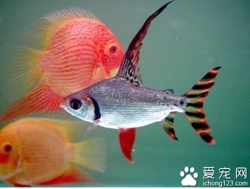 紅龍魚和飛鳳魚一塊養(yǎng)好嗎：紅龍魚和飛鳳魚混養(yǎng)在水族愛好者中是一個常見的問題 紅龍魚百科 第1張