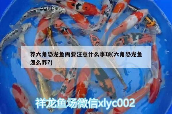 六角恐龍魚需要注意什么：六角恐龍魚水族箱布置技巧