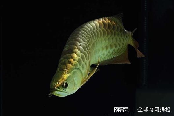 龍魚是活化石嗎：被譽為“魚類活化石”，生態(tài)價值與意義 龍魚百科 第5張