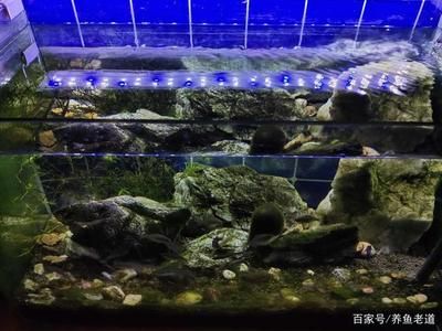 魚缸水質(zhì)維護(hù)的最佳實踐：魚缸水質(zhì)如何維護(hù) 魚缸百科 第5張