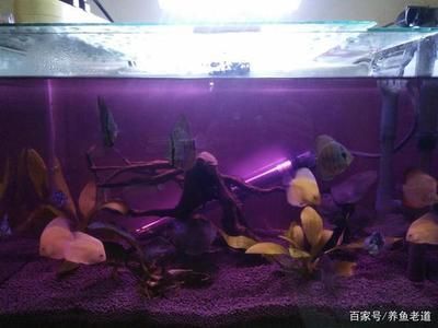 魚缸水質(zhì)維護(hù)的最佳實踐：魚缸水質(zhì)如何維護(hù) 魚缸百科 第4張