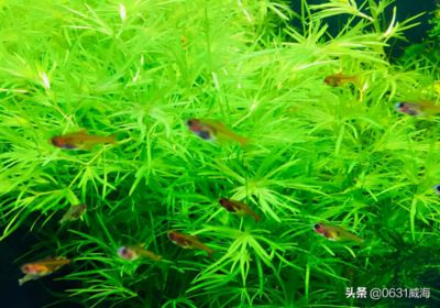 魚(yú)缸過(guò)濾棉更換周期指南：魚(yú)缸過(guò)濾棉更換周期指南包括定期清洗和更換水質(zhì)清潔 魚(yú)缸百科 第4張