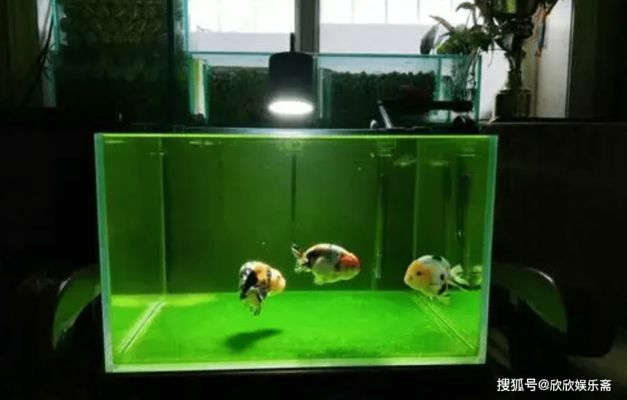 大小兩個魚缸：大小兩個魚缸選擇多大的魚缸最好取決于多個因素 魚缸百科 第5張