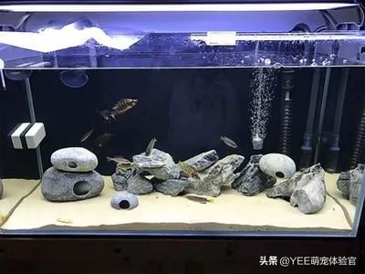 龍魚缸中層魚有哪些特征：中層魚與龍魚混養(yǎng)注意事項 龍魚百科 第5張