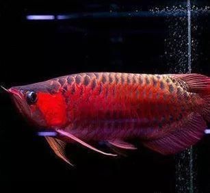 紅龍魚(yú)苗怎么挑選好的：紅龍魚(yú)苗怎么挑選 紅龍魚(yú)百科 第4張