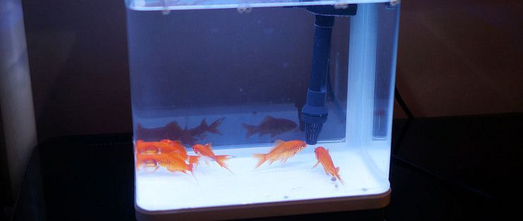 森森魚缸230安裝教程：森森魚缸230維護(hù)技巧 魚缸百科 第1張