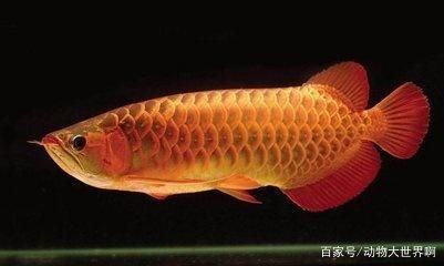 龍魚總咬其他魚：龍魚攻擊其他魚的原因 龍魚百科 第5張