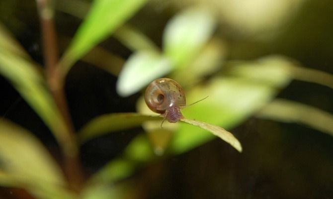 森森水族魚缸怎么放水：森森水族魚缸換水的具體步驟 魚缸百科 第3張