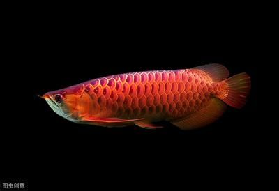 紅龍魚不開燈是不是不容易發(fā)色呀：紅龍魚不開燈與光照關(guān)系的詳細(xì)解釋紅龍魚發(fā)色與光照關(guān)系的詳細(xì)解釋 紅龍魚百科 第4張