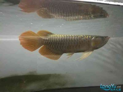 龍魚(yú)的飼養(yǎng)溫度多少合適：龍魚(yú)水溫調(diào)節(jié)技巧,龍魚(yú)換水溫差控制,龍魚(yú)水溫過(guò)低處理方法 龍魚(yú)百科 第5張