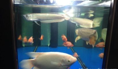 金龍魚紅龍魚區(qū)別：金龍魚與紅龍魚的區(qū)別 水族問答 第2張