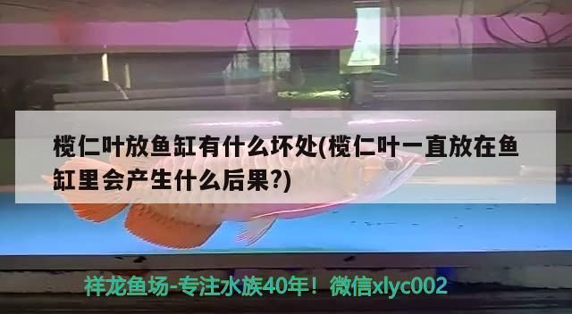 欖仁葉一直放在魚缸里會產(chǎn)生什么后果？：如何正確預(yù)處理欖仁葉 魚缸百科 第2張