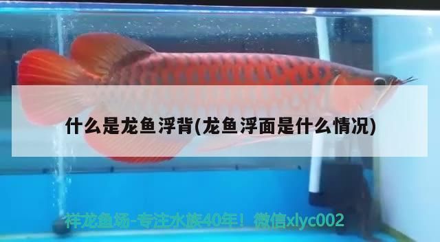 紅龍魚浮背是什么原因：紅龍魚浮背可能由以下幾個原因引起紅龍魚浮背的原因 紅龍魚百科 第3張