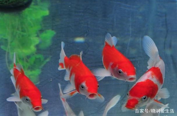 如何調(diào)節(jié)魚缸光照促進(jìn)發(fā)色：如何調(diào)節(jié)魚缸光照來促進(jìn)魚類發(fā)色 魚缸百科 第4張