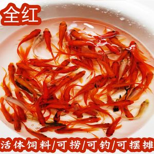 紅龍魚(yú)的做法有哪些：紅龍魚(yú)怎么做好吃 紅龍魚(yú)百科 第5張