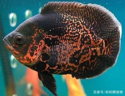 金龍魚紅眼好不好：金龍魚紅眼怎么養(yǎng)？ 水族問答 第2張