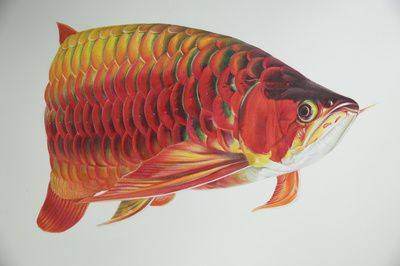 金龍魚胡姬花魯花哪個好有什么區(qū)別：金龍魚和胡姬花在食用油的口感上有什么區(qū)別？ 水族問答 第1張