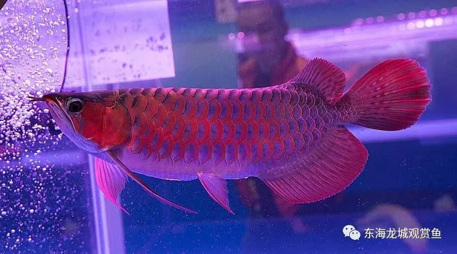 買紅龍魚怎么選購 紅龍魚百科 第5張