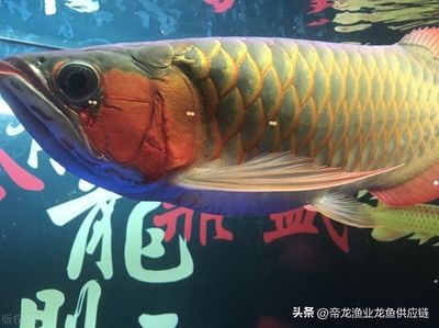 龍魚適合家里養(yǎng)嗎？ 龍魚百科 第5張