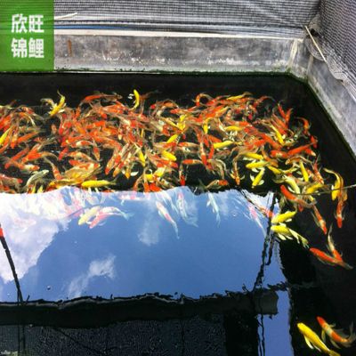 金龍魚畫法教程簡單又好看：如何用金龍魚畫法創(chuàng)作一幅簡單而美觀的作品[需手動填充]金龍魚畫法教程 水族問答 第2張