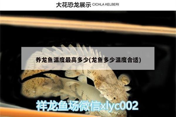 成年銀版魚(yú)日?；顒?dòng)量管理：如何判斷銀龍魚(yú)水質(zhì)合適，銀龍魚(yú)魚(yú)缸布置注意事項(xiàng) 龍魚(yú)百科 第4張