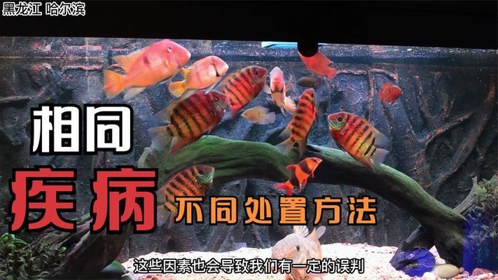 金龍魚(yú)畫(huà)稿：關(guān)于金龍魚(yú)的疑問(wèn)句 水族問(wèn)答 第1張