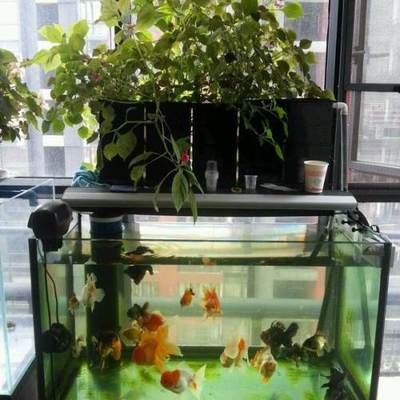 魚缸寵物有哪些：迷你水族箱中飼養(yǎng)的寵物魚和蝦