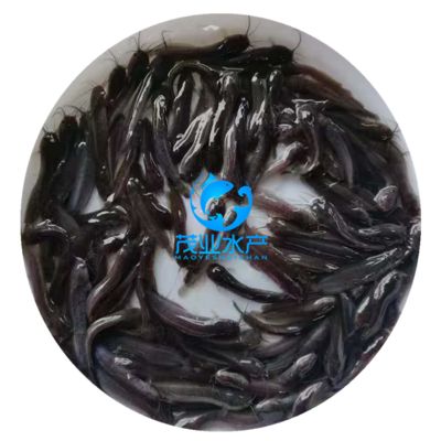 塘鲺魚(yú)苗適宜的水質(zhì)標(biāo)準(zhǔn)：塘鲺魚(yú)苗最佳養(yǎng)殖水溫，塘鲺魚(yú)苗溶解氧管理技巧 龍魚(yú)百科 第4張