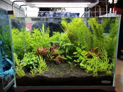 龍魚繁殖缸內(nèi)適合種植哪些水草：龍魚繁殖缸內(nèi)種植的水草種類和種植方法莫斯水草種植方法 龍魚百科 第4張