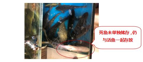 龍魚喂活魚怎么消毒：龍魚喂活魚時(shí)消毒是保證水質(zhì)清潔和避免疾病傳播的重要步驟 龍魚百科 第5張