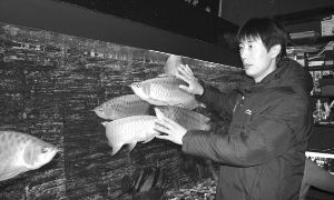 揚州紅龍魚村飯店地址：揚州紅龍魚村飯店