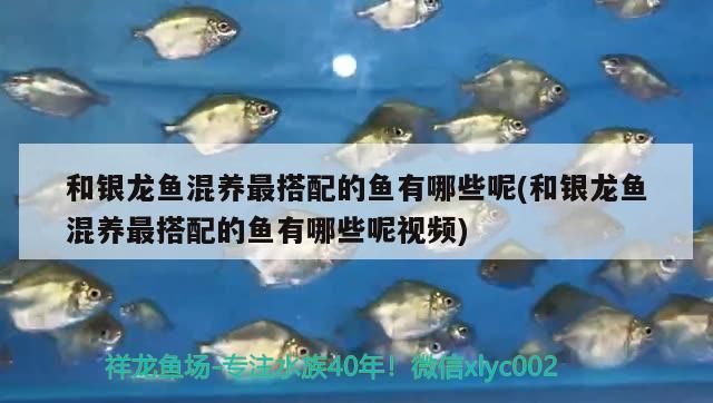 佳寶魚(yú)缸漏水如何修補(bǔ)視頻：佳寶魚(yú)缸漏水如何修補(bǔ) 魚(yú)缸百科 第3張