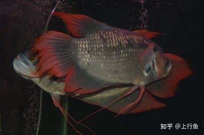 龍魚與招財(cái)戰(zhàn)船魚混養(yǎng)注意事項(xiàng)：混養(yǎng)龍魚和招財(cái)戰(zhàn)船魚的注意事項(xiàng) 龍魚百科 第4張