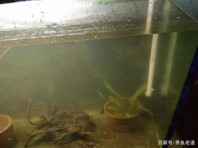 魚缸清潔頻率與風(fēng)水關(guān)系：魚缸清潔頻率與觀賞魚健康的關(guān)系 魚缸百科 第5張