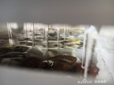 魚缸濾材哪幾種最實(shí)用貼吧：魚缸水質(zhì)維護(hù)全攻略